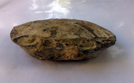 Thân[-]cua[-]hóa[-]thạch[-]nhìn[-]từ phần[-]đầu